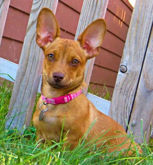 Nq Litter Nichelle - ADOPTED 08.28.16