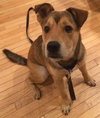 Amigo - ADOPTED 09.07.16