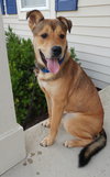 Amigo - ADOPTED 09.07.16
