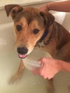 Amigo - ADOPTED 09.07.16