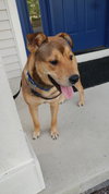 Amigo - ADOPTED 09.07.16
