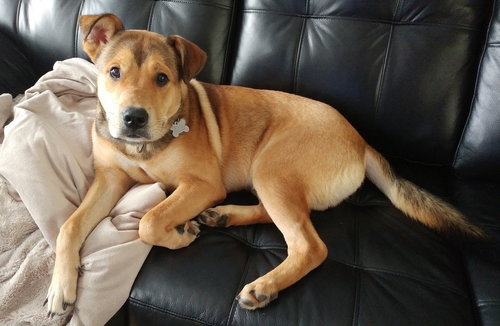 Amigo - ADOPTED 09.07.16