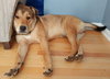 Amigo - ADOPTED 09.07.16