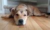 Amigo - ADOPTED 09.07.16