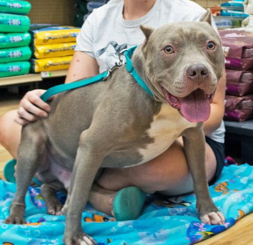 Bruce - ADOPTED 10.12.16