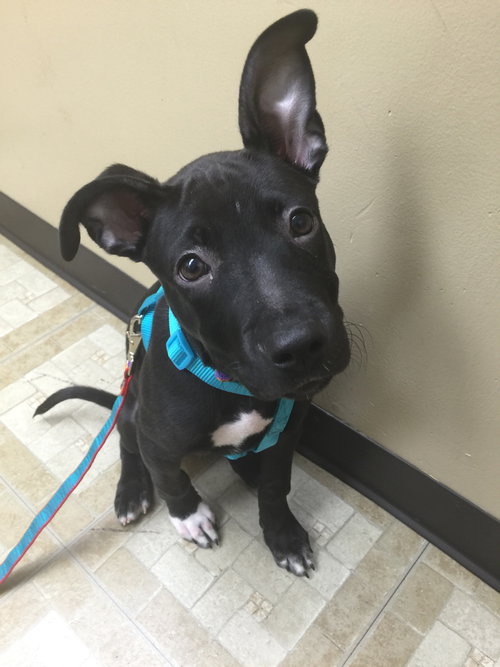 Suzette - ADOPTED 08.31.16