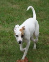 Dovahzul - ADOPTED 09.06.16