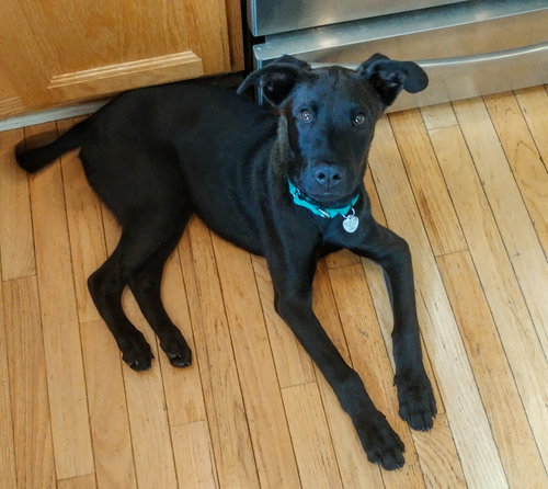 Boone - ADOPTED 09.24.16