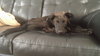 Boone - ADOPTED 09.24.16