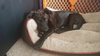 Boone - ADOPTED 09.24.16