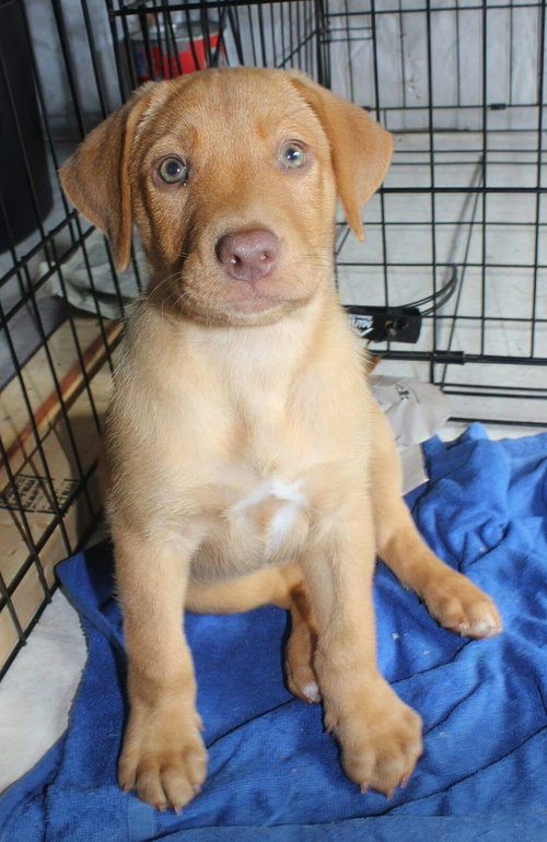 Dozer - ADOPTED 09.16.16
