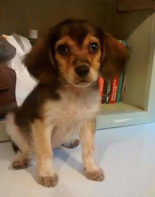 Tiberius - ADOPTED 09.23.16