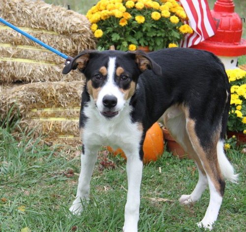 Russ - ADOPTED 11.12.16