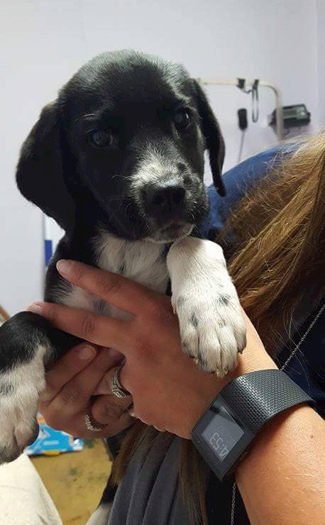 Rory - ADOPTED 10.23.16