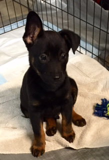 Qq Litter Davy - ADOPTED 11.09.16