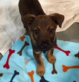 Qq Litter Dawson - ADOPTED 11.07.16