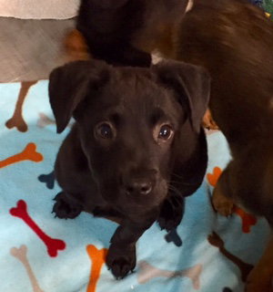 Qq Litter Dennis - ADOPTED 11.06.16
