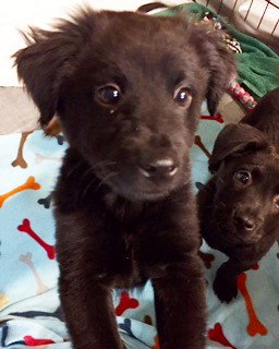 Qq Litter Darrin - ADOPTED 11.05.16
