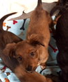 Qq Litter Delaney - ADOPTED 11.19.16