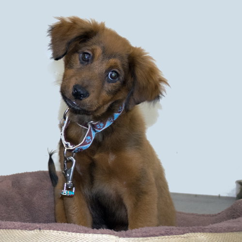 Qq Litter Delaney - ADOPTED 11.19.16