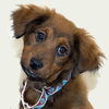 Qq Litter Delaney - ADOPTED 11.19.16