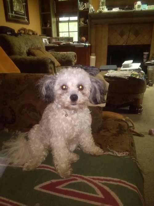 Queenie - FP - ADOPTED 11.3.16