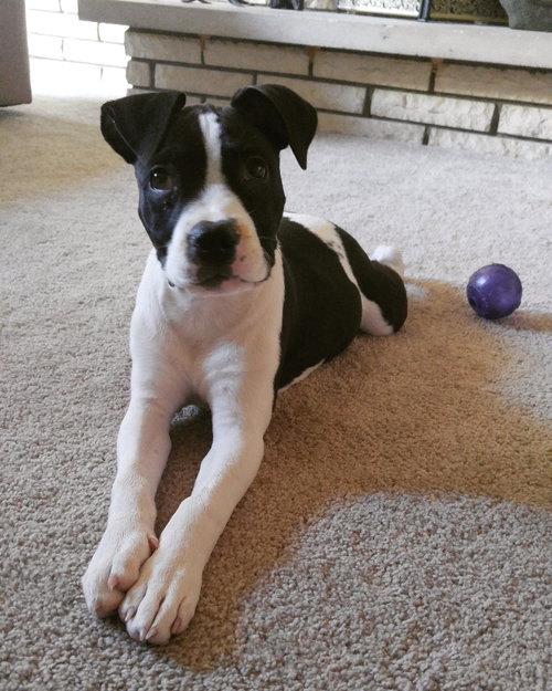 Aurora - ADOPTED 11.18.16