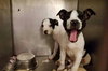 Sq Litter Monte - ADOPTED 12.05.16
