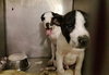 Sq Litter Monte - ADOPTED 12.05.16