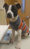 Sq Litter Monte - ADOPTED 12.05.16