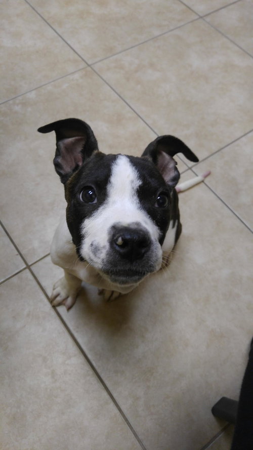 Sq Litter Monte - ADOPTED 12.05.16