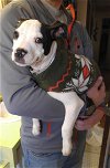 Sq Litter Carlo - ADOPTED 12.12.16