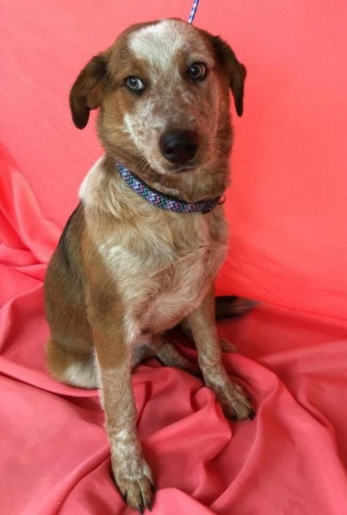 Wyley - ADOPTED 1.18.17