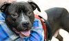 Sebastian - ADOPTED 03.23.17