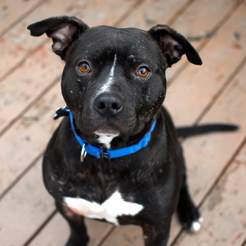 Sebastian - ADOPTED 03.23.17
