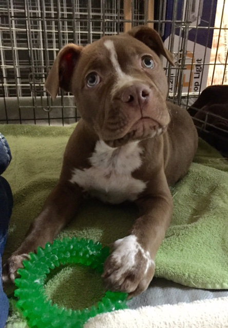 Squirt - ADOPTED 01.01.17