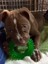 Squirt - ADOPTED 01.01.17