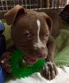 Squirt - ADOPTED 01.01.17