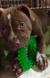Squirt - ADOPTED 01.01.17