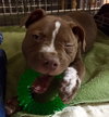 Squirt - ADOPTED 01.01.17
