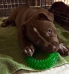 Squirt - ADOPTED 01.01.17