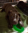 Squirt - ADOPTED 01.01.17