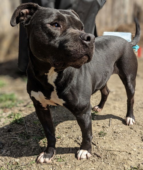 Pit Bull