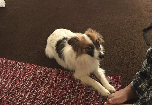 Conner - ADOPTED 03.05.17