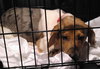 Wq Litter Champagne (Bonded) - ADOPTED 01.30.17