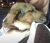 Wq Litter Champagne (Bonded) - ADOPTED 01.30.17