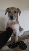 Wq Litter Champagne (Bonded) - ADOPTED 01.30.17