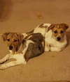 Wq Litter Champagne (Bonded) - ADOPTED 01.30.17