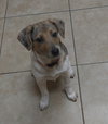 Wq Litter Champagne (Bonded) - ADOPTED 01.30.17