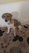 Wq Litter Champagne (Bonded) - ADOPTED 01.30.17